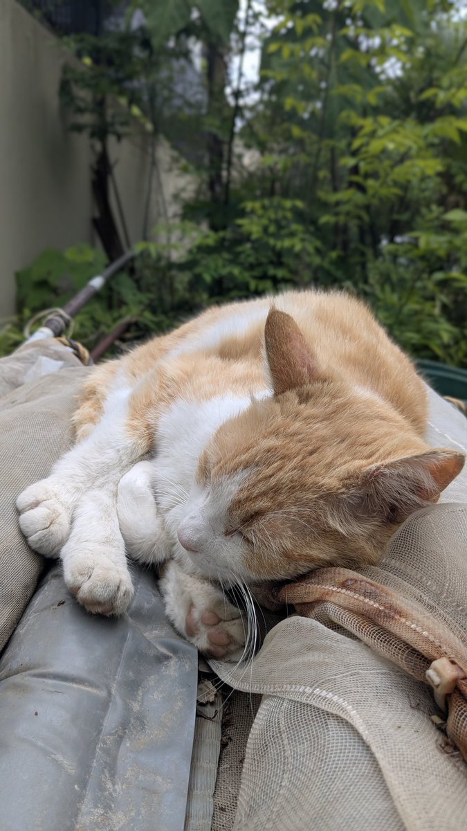 おはようございま〜す( ³ω³ )⛅ #猫のいる暮らし #猫好きさんと繋がりたい