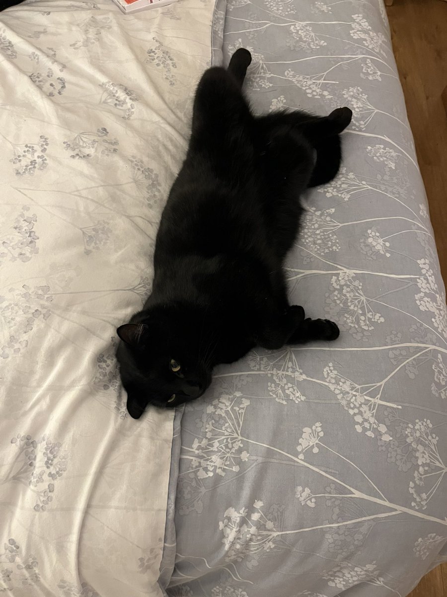 lesleysworld's tweet photo. Apollo in hot weather mode. I’m not sure where I’m supposed to sleep… https://t.co/wFy0XkMqED