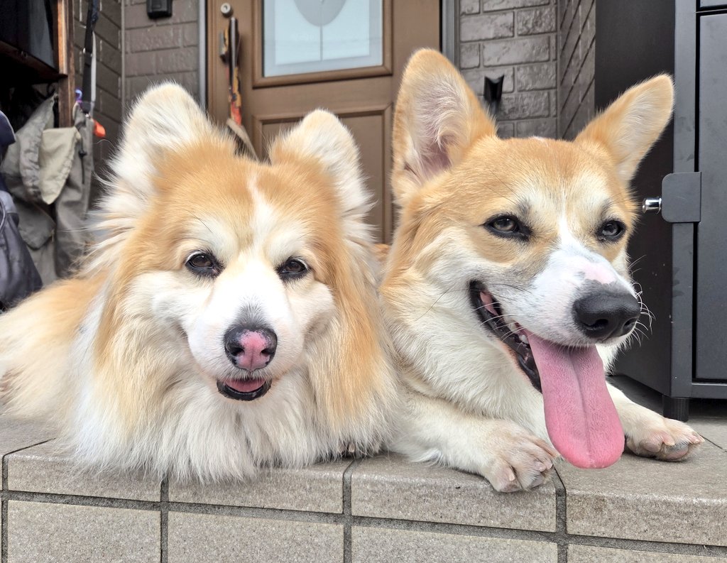 odaguru's tweet photo. おはようございます
いい1日でありますように…☀☁️
今日も元気にいってらっしゃい👋
#コーギー #corgi #犬 #dog #PembrokeWelshCorgi #Corgis
#コーギーのいる暮らし
#犬のいる暮らし
#コーギーといっしょ
#フラッフィー　#パピー https://t.co/oTglKKKbgh