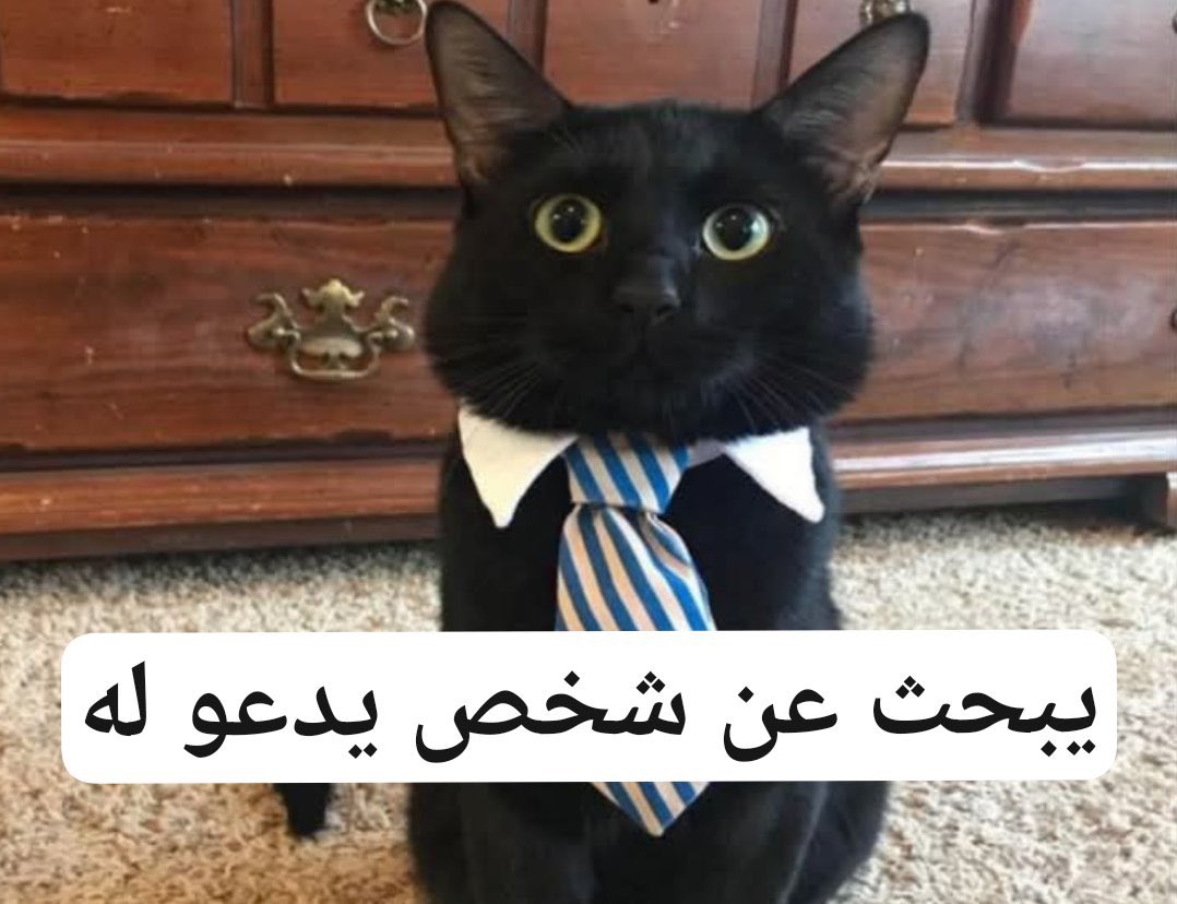 Ziad Mohamed tweet media