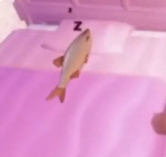 mortenax hasu 应星’s 🍉 tweet media