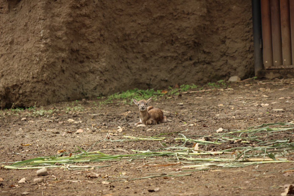 Zoológico de Cali tweet media