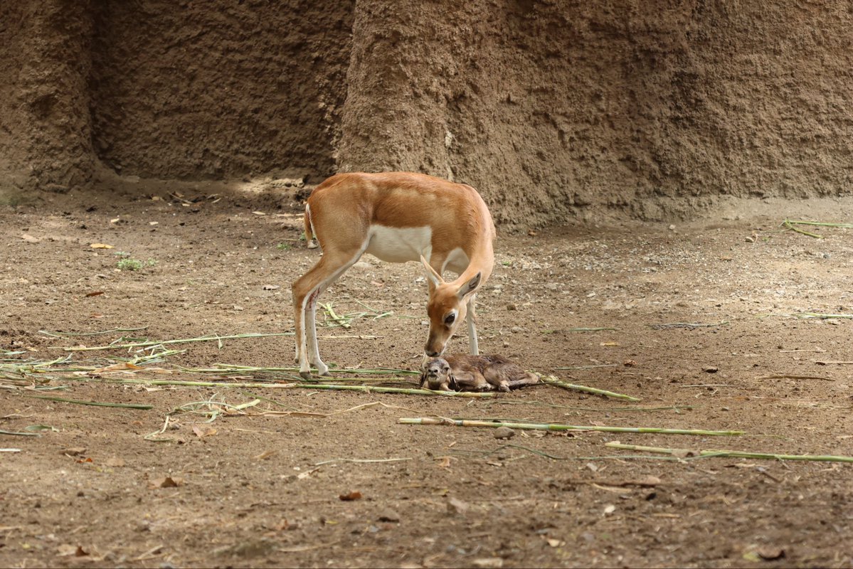Zoológico de Cali tweet media