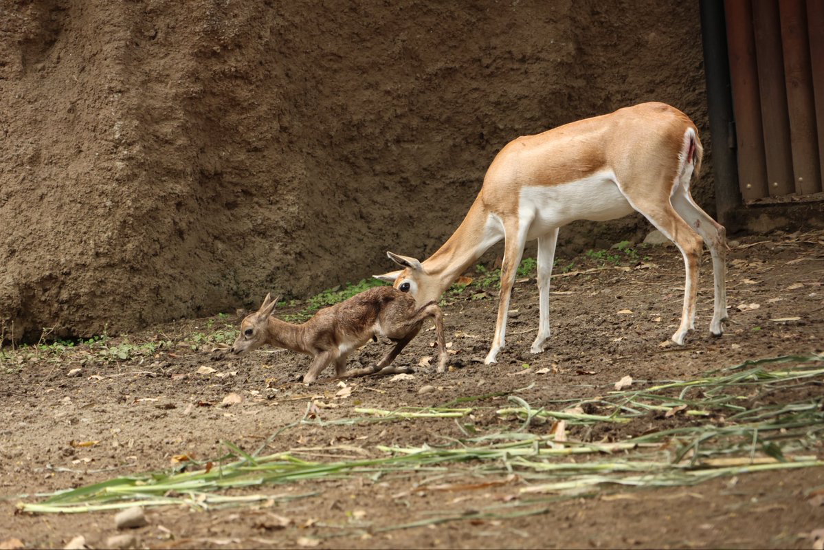 Zoológico de Cali tweet media