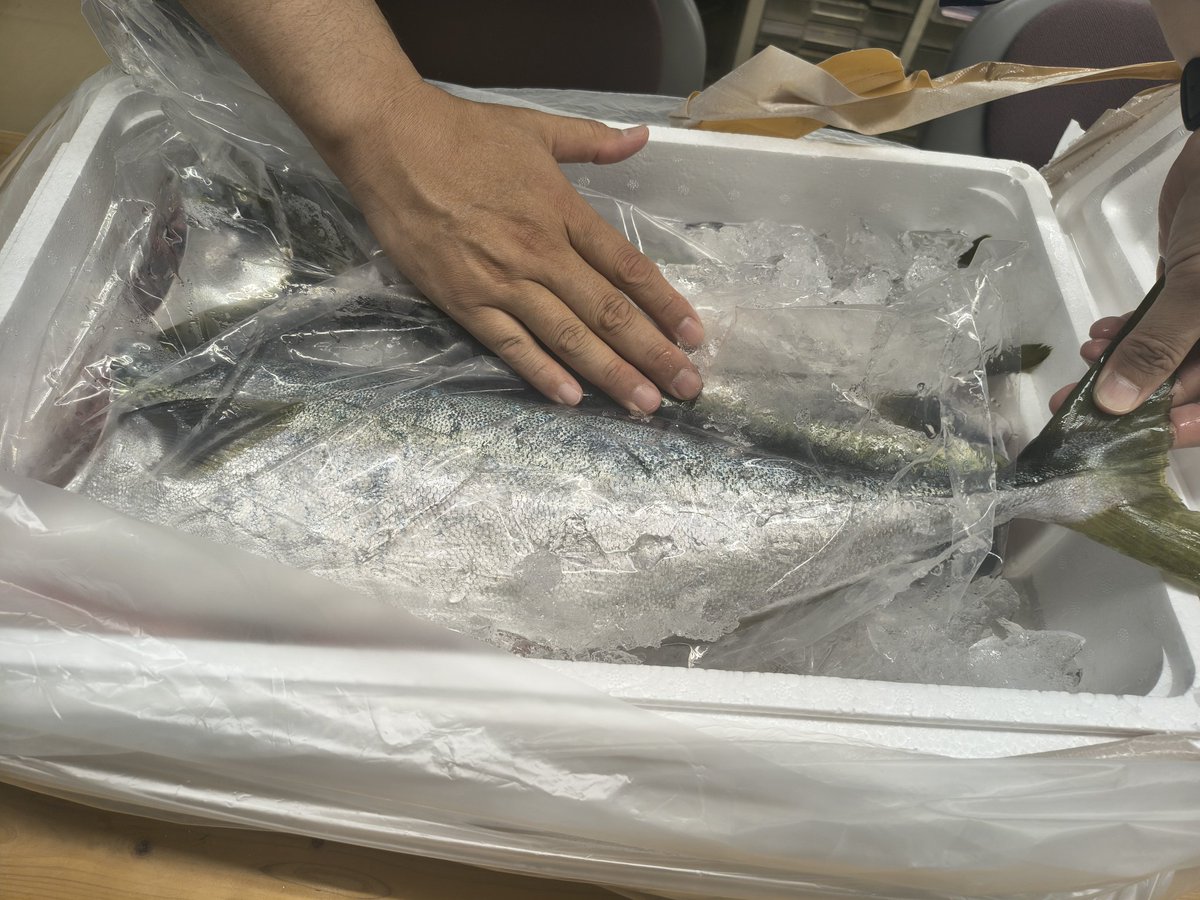 7HOSI7's tweet photo. お魚貰えました！！
ｳｵｵｵｵ\( 'ω')/ｳｵｵｵ魚！
完全に業者用サイズやん。格闘の末、無事にお造りへと昇天させました⸜( ᐛ )⸝

 #綺麗に装いたい
before←            ➝after https://t.co/vdSUoqWAv8