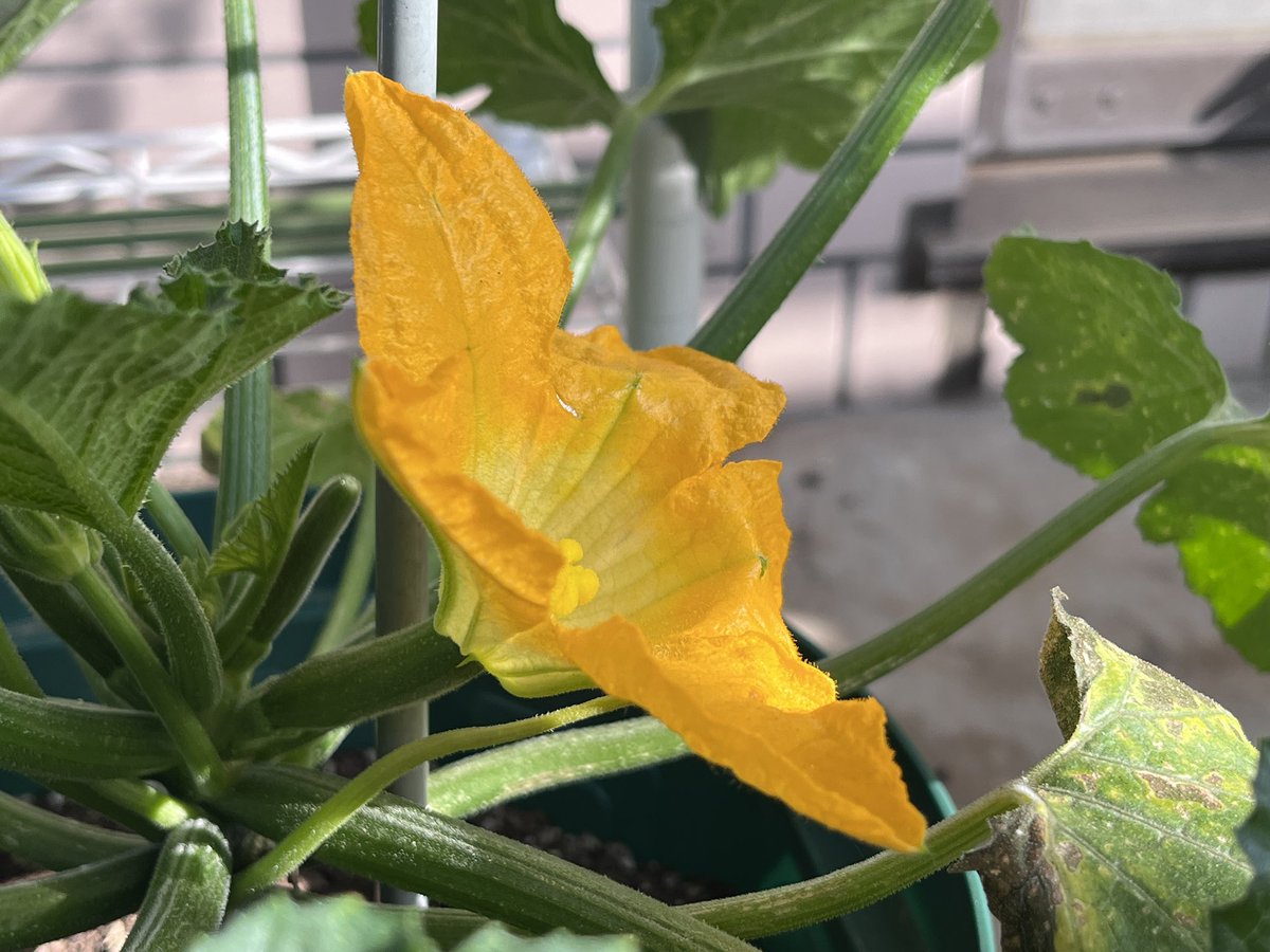 maemukilab's tweet photo. 5月26日,
ようやくズッキーニの雌花が咲いたけど、雄花が咲いてない。。

植物の婚活も、タイミングによっては楽じゃないんだね。
#家庭菜園 https://t.co/DOEukfz59b