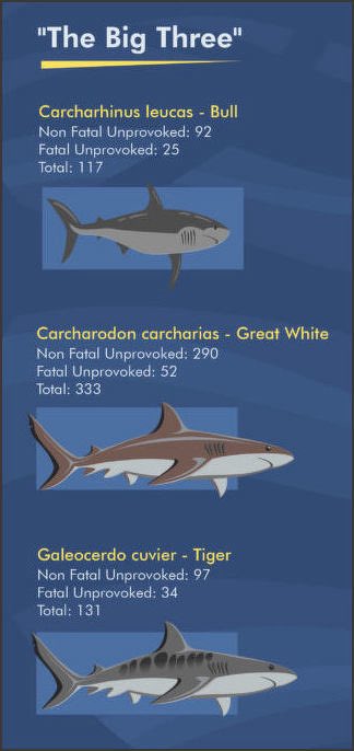 Tiger Shark🦈 tweet media