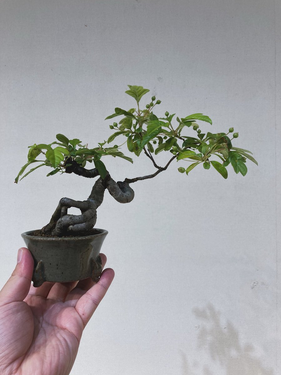 TsuruokaBonsai's tweet photo. 大ベテランさんの多分ズミです。軽妙な姿が良いですねぇ☺️
Toringo crabapple of our eldest member. How nice the light and stylish look is☺️
#bonsai #盆栽 https://t.co/LPh89vnKBN
