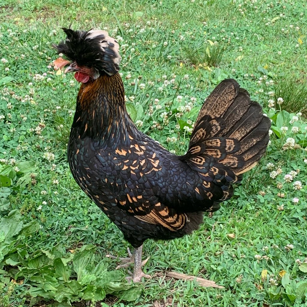 the_somn's tweet photo. This weird chicken was the only survivor of the great chicken massacre of 2026. She is very lonely and stressed out so i gave her some acid because Joe Rogan says that helps combat vets so maybe it would help a chicken that watched all her friends get eaten alive. https://t.co/vQJdGvYYz7