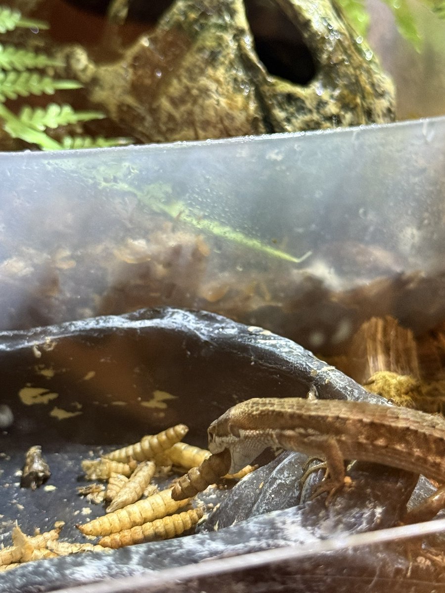 SMARTS🦎 tweet media
