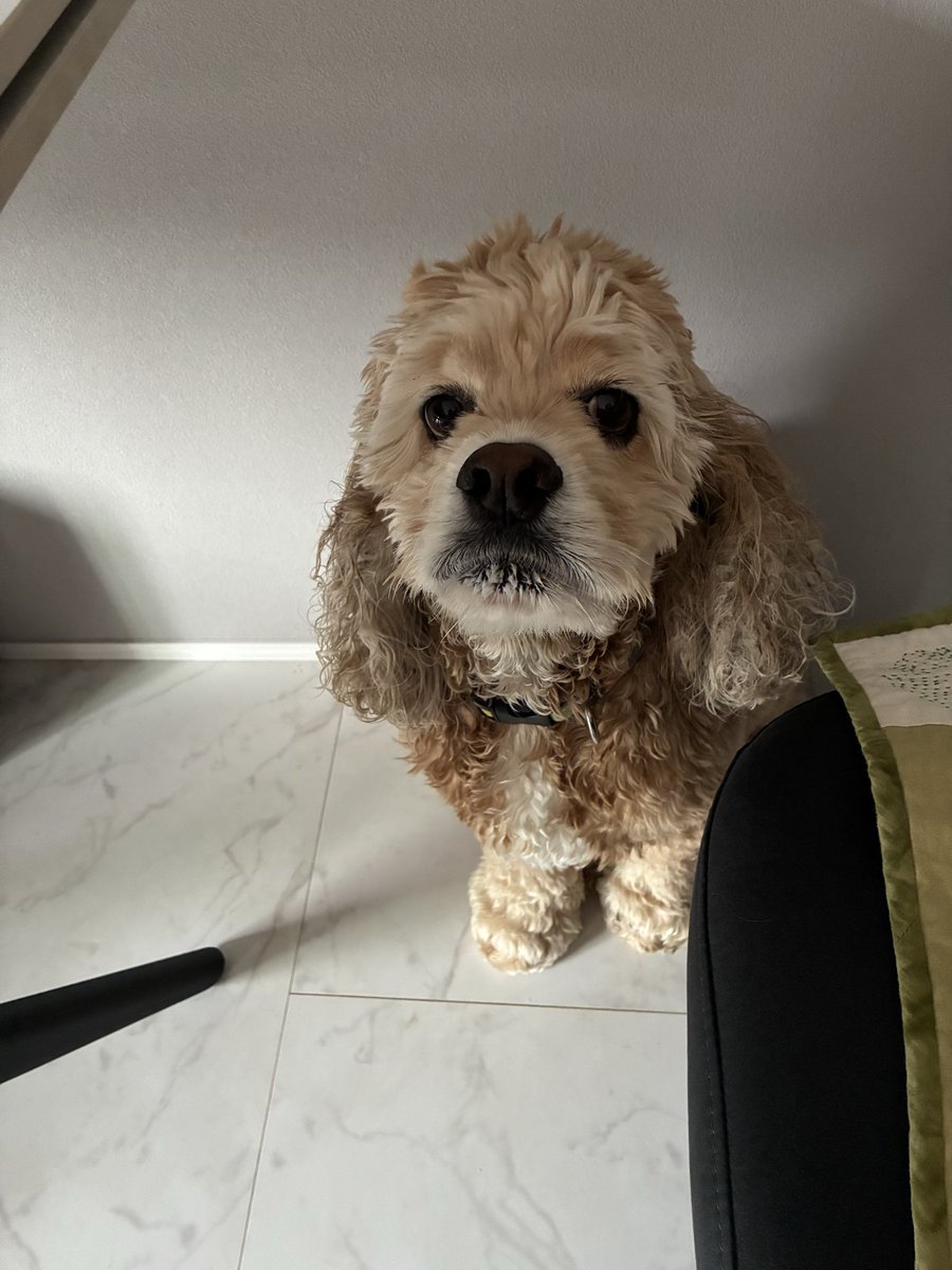 UDm5j's tweet photo. おはようございます

5時に散歩して
フードとキャベツ食べました
が

これから家族の朝ごはん

足りないんです

食いしん坊の
エル君

#犬好きと繋がりたい https://t.co/FCifB4Y5kV