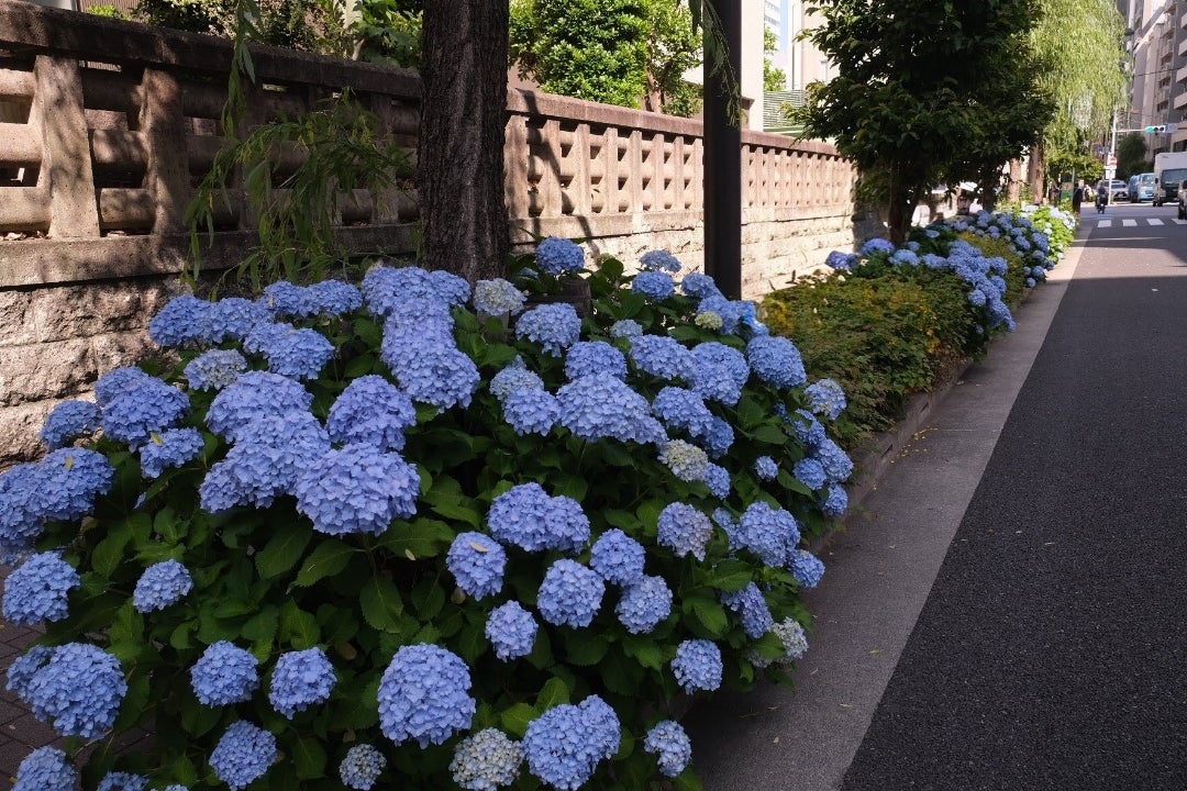 伊藤みゆき tweet media