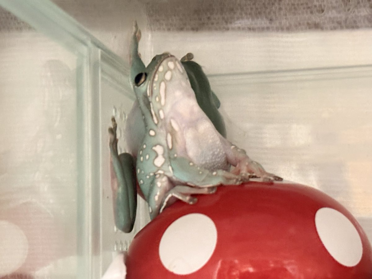 nitapistan's tweet photo. 姿勢が良いを越えもはや反ってる🐸
#frog #WhiteTreeFrog
#カエル #イエアメガエル https://t.co/E9ShkOOpLX