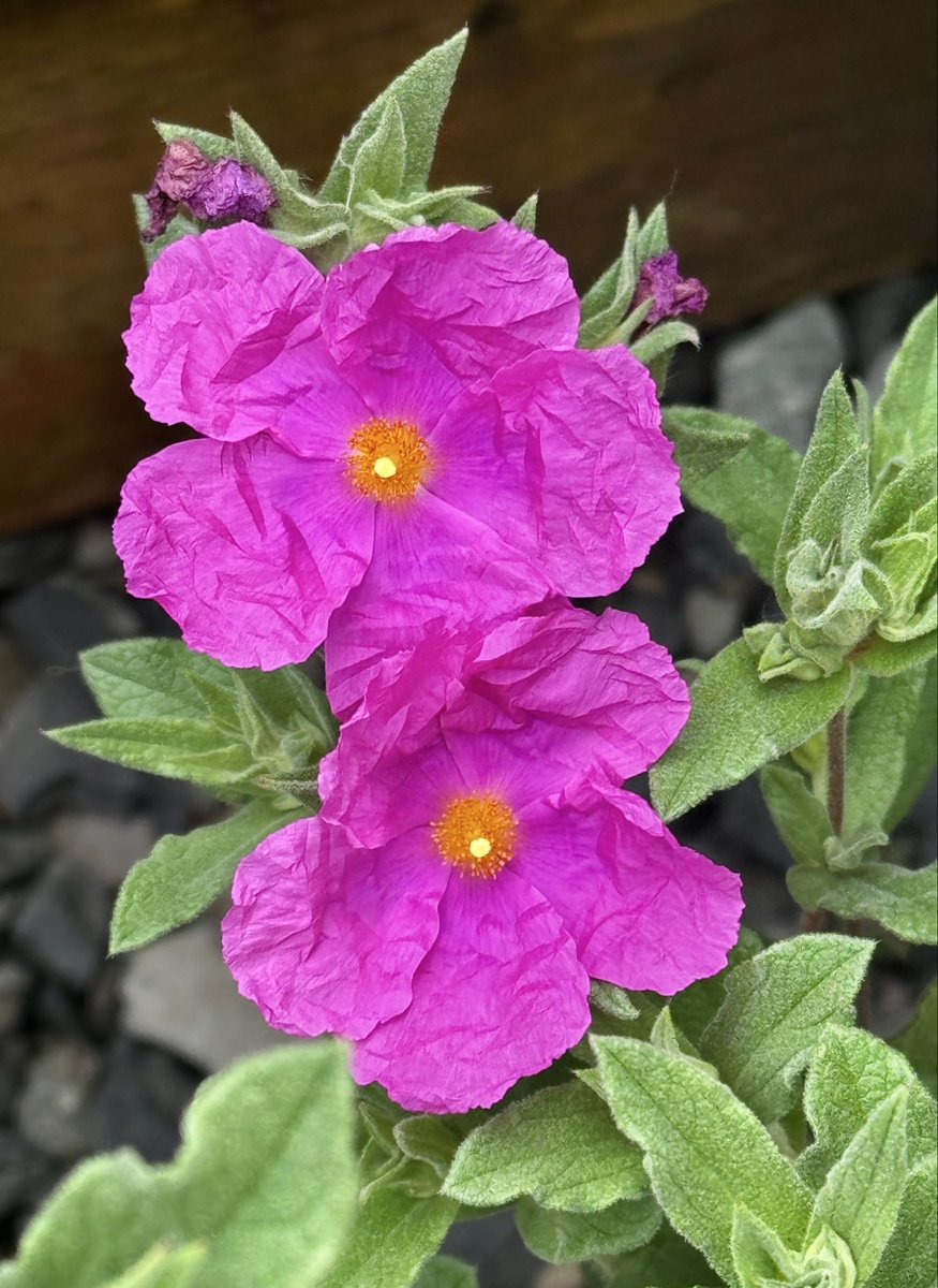 DigitalBeautyy's tweet photo. Let’s see your pink photos 💕🌸 https://t.co/Q4zAMKx00v