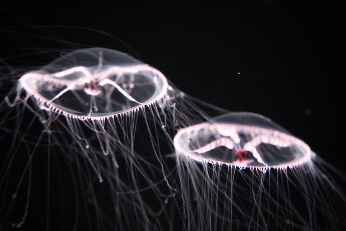 Frostifying's tweet photo. Monterey Bay Aquarium https://t.co/kubAKXaFTs