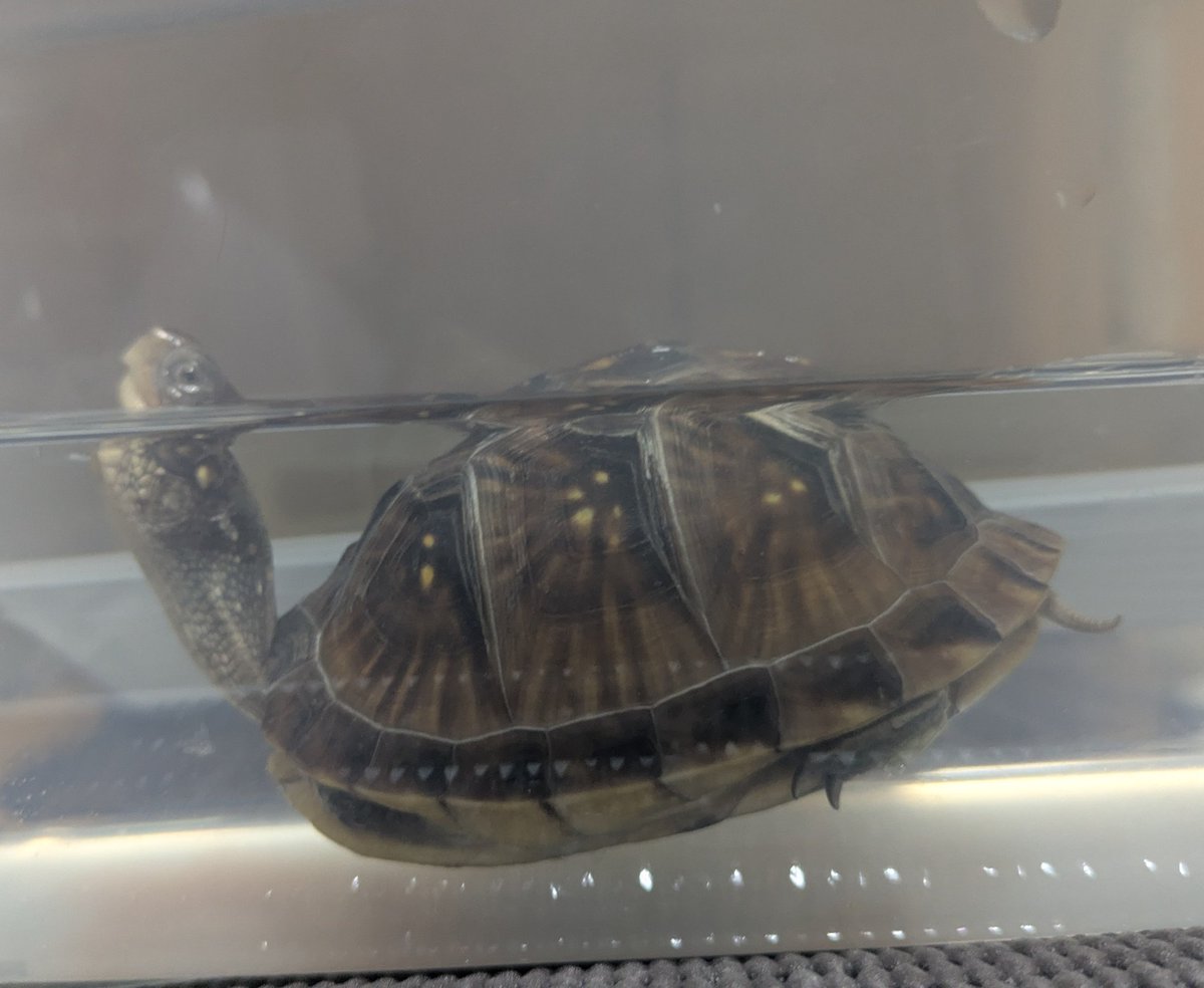 darumamaru's tweet photo. ミツユビ４号、子ガメ用タートルボックスを斜めに置いて水深差つけてるんですが、最近この体勢で居ることが多い🐢

いちばん深くなってるところが甲幅ぴったりで、はさまりながら浮いてる
落ち着くんかな😅

#ミツユビハコガメ https://t.co/HNo0BATwhl