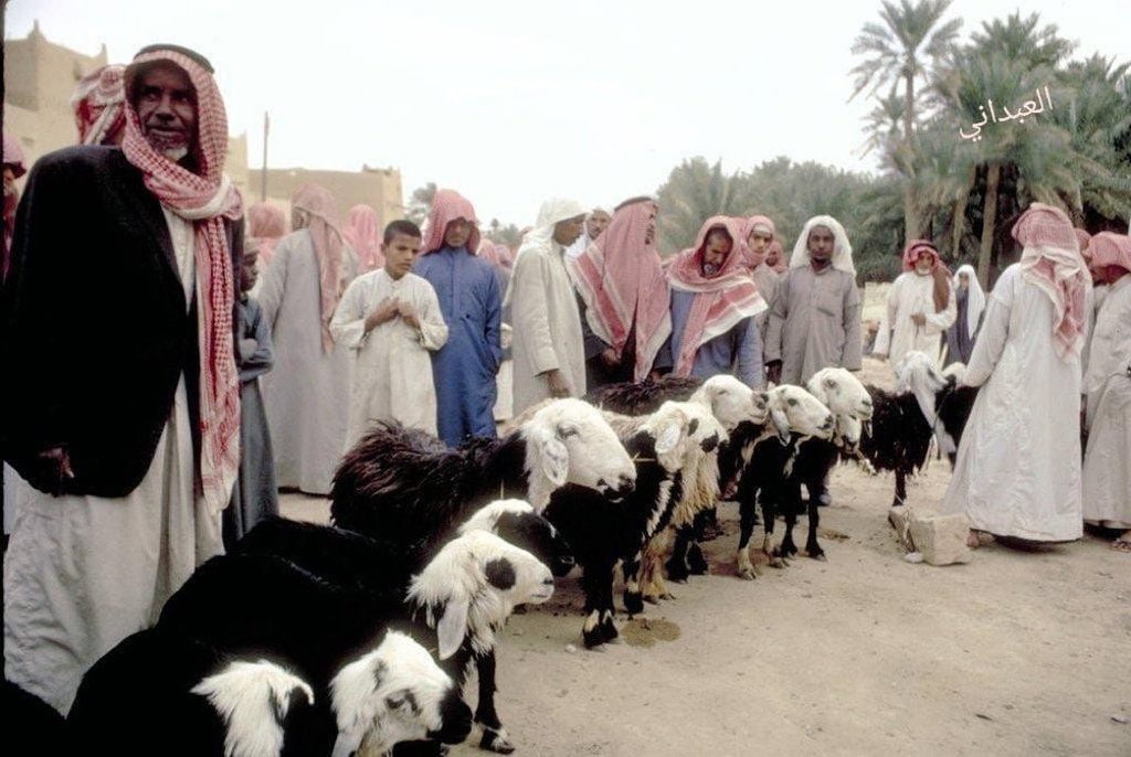 aalawwad's tweet photo. خروف بساحة حي سمحان!

ما أن تبدأ أيام عشر ذي الحجة، حتى يبدأ أبناء البادية، جلب أغنامهم النجدية السوداء، من البرية إلى ساحة البيع شرق جامع سمحان؛ فيصطفون في دوائر، وكل دائرة تتبع لبائع واحد. 

ويبدأ جلّاب الغنم يتكاثرون شيئا فشيئا، والأسعار تزداد كل يوم عن الذي قبله، إلى أن تزدحم الساحة بالأغنام والمشترين يوم عرفة.

كان مشهد الباعة والمشترين، جاذبا لنا نحن الصغار، فنراقبهم عن كثب؛ فهذا البائع طويل القامة، وقد تدلت على صدره ظفيرتان (قرون) خرجتا عنوة من تحت شماغه، التي تلثم بها، وأدخل طرفيها نحو أذنيه، ولبس مشلحا باليا، وانتعل نعلا جلديا (زبيرية) تقطع طرفاها الخلفيان؛ جراء ضغط عرقوبيه المشققتين!

وبجواره بدوي آخر يشابهه في الهيئة، إلا أنه قد طوى شماغه على رأسه، وانساحت لحيته الكثة على صدره، وتمنطق بسير جلدي (بريم)، أنفذ فيه وسط ثوبه، فانكشفت نصف ساقيه، وطوى كميه إلى مرفقيه، وراح في جدال مع أحد المشترين، الذي اشترط عليه أن يوصل الأضاحي إلى بيته في أطراف الحي، بينما هو يرفض ذلك!

وتلك عجوز تسحب عباءتها على الأرض، وتحت طرف العباءة تبرز أغصان برسيم، تتبع العباءة أينما ذهبت، وخلفها خروف تغافل صاحبه، وانطلق وراء المرأة، محاولا التقاط أعواد البرسيم، دون أن يمضغ العباءة؛ كي لا تشعر به المرأة، وخلف الخروف، صاحبه يدب على أطراف أنامله، محاولا القبض عليه، قبل أن يشعر به فيهرب، وخلف الرجل، رجل آخر من أفراد الهيئة، يراقب المشهد متعجبا من جرأة صاحب الخروف، فيما هو يحكم قبضته على خيزرانة طويلة، نقعها أسبوعا في ملح، ويستعد للتدخل إن خرج الوضع عما هو مألوف!

وعلى جانبي ساحة جلب الأغنام، اصطفت سيارات البيجو بوكس والمارك تو و ١٨٠ بي والشفر، بين صفراء وزرقاء وحمراء، وقد فتح أصحابها الصندوق الخلفي لكل سيارة (الشنطة)، في انتظار نقل المشترين مع أضاحيهم لبيوتهم.

وفي الجهة المقابلة، وقف أصحاب الشاحنات الصغيرة (الونيت) وكل منهم قد فتح باب حوض سيارته، وجلس عليه، ورجليه تتدلى حافية، ونعليه أسفل منهما على الأرض، قد علاهما دمن الغنم وأعواد البرسيم، وقد صوبوا جميعا أعينهم في غضب، تجاه أصحاب السيارات الصغيرة، في الجانب الآخر، الذين نافسوهم في نقل الأضاحي.

كان كل صاحب أغنام قد حدد الأسعار، فلا يوجد دلّال (محرج) في السوق، والبائعون لا يظهرون تعلقا بالمشترين، فلا مجال للمساومة، إلا في عشرة أو عشرين ريالا، ومن لم يشترِ اليوم، فلن يستطيع الشراء غدا!

كان من يشتري أضحيته، يقف بعد أمتار قليلة، عند العجوز الأعمى بائع البرسيم، فيشتري حزمة علف بريالين، يضعها صاحب السيارة على الصندوق الخلفي عارية دون ربطها، ويمضي دون أن تسقط، وكان هذا المشهد الفيزيائي، أعجب ما نرى في السوق!

أما أولئك الذين بيوتهم قريبة من ساحة سمحان - كما هو حالنا - فلا يواجهون عناءً في إيصال أضاحيهم لبيوتهم، لكن يحدث أحيانا أن الخروف لا يرغب في مفارقة أصحابه؛ فيتمنّع ويتثاقل ويتماوت، محاولا إدخال السأم في نفس صاحبه؛ فيتركه مع أصحابه، لكن صاحبه يستعين بأبنائه؛ فأحدهم يدفعه من الخلف، قابضا على إليته، والأخر أمسك بقرنيه يسحبه، بينما الأب يمسك بشعر ظهره يسحبه، والخروف قد مدَّ ظلفيه أمامه، وثنى ركبتيه استعدادا لأن يحرُن (يربض ملتصقا) في الأرض.

كنت وأخي نتجنب دفع الخروف من الخلف؛ ذلك أن جميع الأغنام آنذاك ترعى في البر، ولا تُربى في المزارع؛ فتأتي وقد التصقت بأصوافها أشواك الحَسَك أو القِطَب، التي يثمر بها نبات العَضْرَس أو السعدان، وهي أشواك صلبة جدا، ذات أشواك حاده، تنغرس في يد من يدفع الخروف، وطالما انغرست في بواطن أقدامنا، حينما نمشي حفاة في البرية!

كانت غالب البيوت بها أحواش، تربى فيها الداجن، التي تأكل بقايا الطعام؛ وهذا يتيح لصاحب الأضحيه أن يشتريها مبكرا، في أول أيام العشر، ويضعها في حوشه، أما البيوت الصغيرة التي لا يتوافر فيها أحواش، فيربط صاحب الأضحية خروفه، في سارية فناء البيت؛ فيتاح للخروف مشاركة أهل البيت متعة اللعب مع الصغار، والاستماع لأحاديث الكبار؛ فتنشأ بين الجميع ألفة طوال أيام العشر، ولا يتحسس أهل البيت من الأوساخ أو الروائح التي تنتج من الخروف؛ فغالب البيوت حالها كحال بعضها.

وفي عشر ذي الحجة، تمتلئ البيوت بالأضاحي، فلا تسمع في الحي إلا ثغاءها، وهي تخاطب بعضها بعضا، وكل منها يحمد الله أن نجاه من حالة التنقل والشقاء في البرية، إلى حيث الظل الوارف، والطعام الغض من أوراق وأزهار البرسيم، التي تخالطها قشور الجح، وكسر الخبز الجاف، ثم يعقبها الخروف بكرعة في حوض ماء بارد، خالٍ من البراغيث!

كانت الخراف جميعا، ترسل عبارات الشكر مدوية بالفضاء، وكأنها تريد أن تُغيض باقي الخراف التي لازالت بساحة سمحان، وهي واقفه فوق الأسفلت الحار، وقد اختلطت أبوالها بدمنها!

#ثقافة_الدرعية #تراث_نجد #حكايات_سمحان