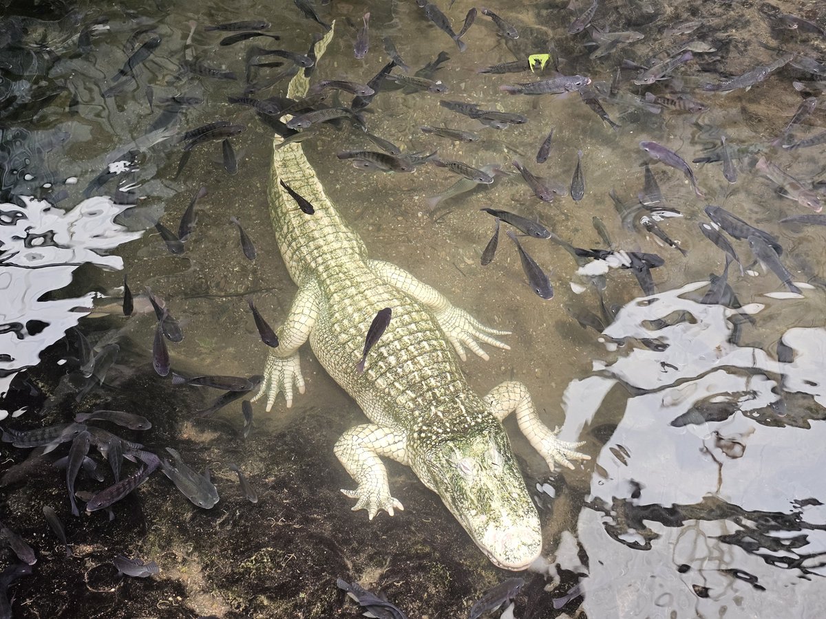 RedTailHawk03's tweet photo. We saw some dinosaurs on our trip. 

Reptile Farm https://t.co/fLhfZ0efSv