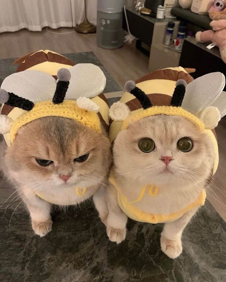 Cats all the way tweet media