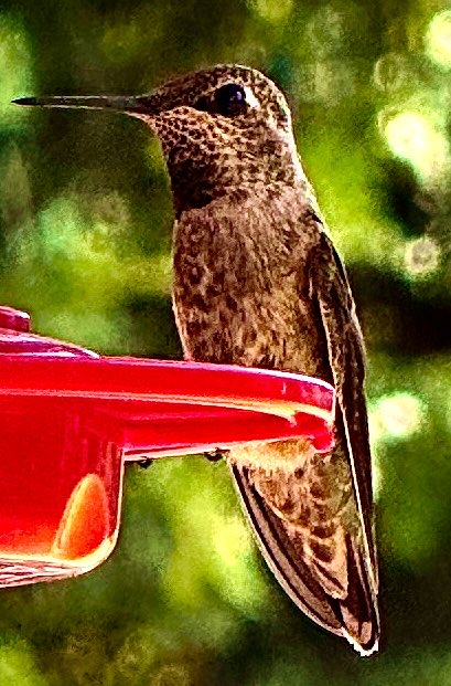 JRR3695's tweet photo. @CollinRugg Small but determined https://t.co/xVvWip68Ev