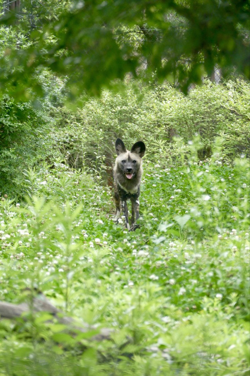 lycaon_remuru's tweet photo. シロツメクサ満開🍀
#リカオン (トシ)
#africanwilddog #ズーラシア https://t.co/ExSXFw5l9x
