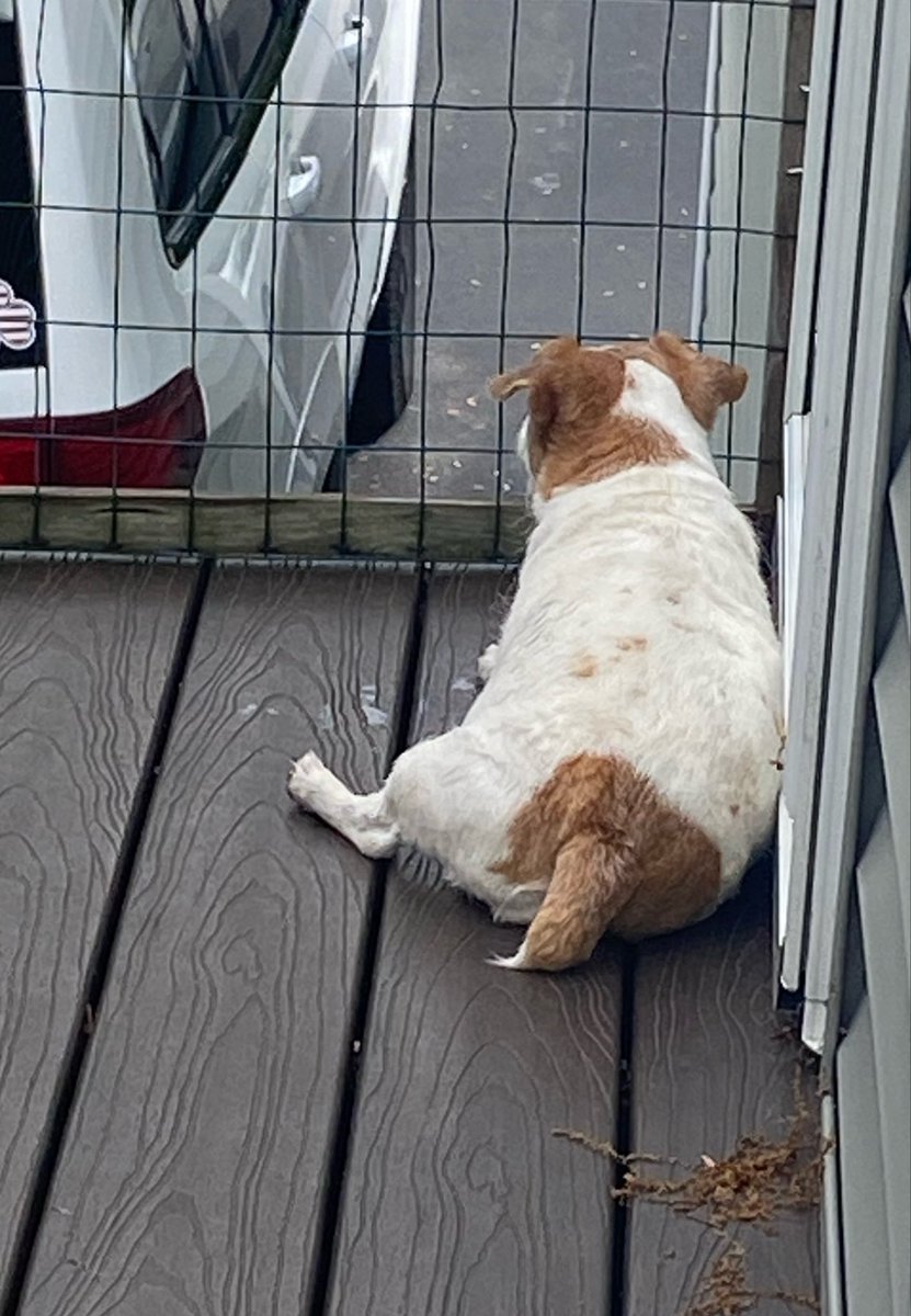 DaisyMaeJack's tweet photo. After da rains left it was a nice afternoon. Here I am on surveillance, watching me favorite neighbor cheat on me wif my enemy neighbor dog, and cooling off in my pool. Nite pawtrol done. A goob day. 🐾♥️ #weekenddone #dogsofX https://t.co/6WRqrDFbKe