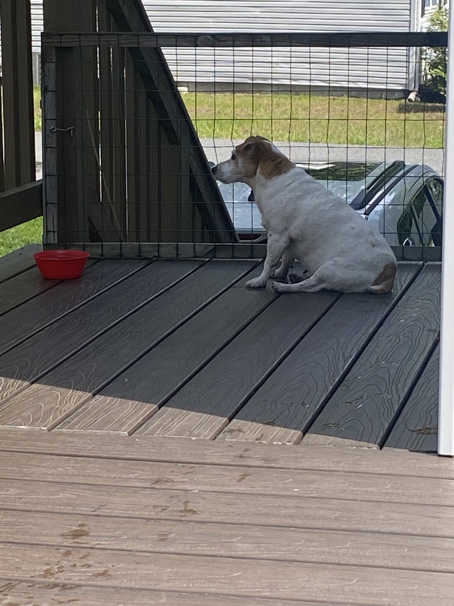 DaisyMaeJack's tweet photo. After da rains left it was a nice afternoon. Here I am on surveillance, watching me favorite neighbor cheat on me wif my enemy neighbor dog, and cooling off in my pool. Nite pawtrol done. A goob day. 🐾♥️ #weekenddone #dogsofX https://t.co/6WRqrDFbKe