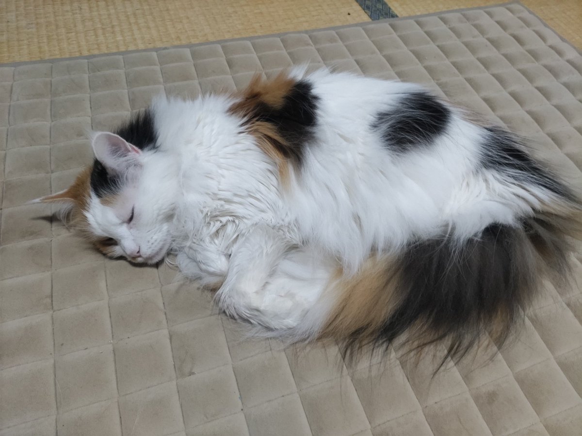 miemisu's tweet photo. 朝から部屋のど真ん中で💤
めっちゃ邪魔なんだけど😅

#メインクーン #三毛猫 #猫
#猫の居る暮らし #猫がいる生活 
#猫好きさんと繋がりたい https://t.co/WezC7Si0nX