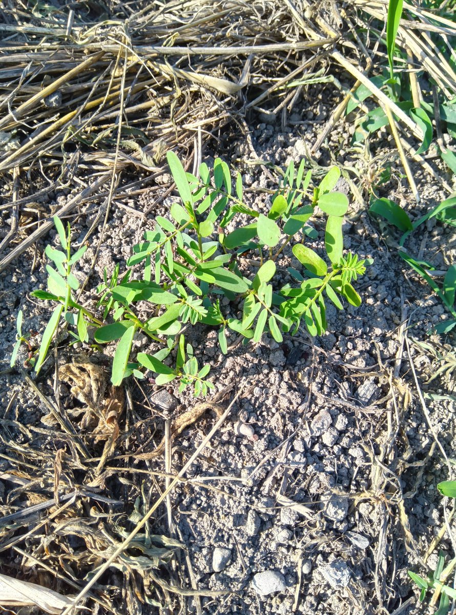 ヨシぞう 畑の問題児🐛🌿🫑🥦 tweet media