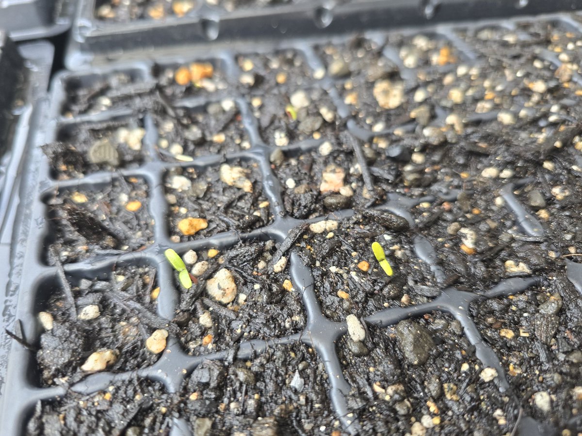 Rinr0c's tweet photo. 芽が出てる〜！！！
速い！！！
発芽適温15〜20℃って書いてたから無理かと思ってたけどわりと行けてラッキー✌️
きゃわわ〜🫶🏻︎💕︎︎ https://t.co/E8s2IN0VIj