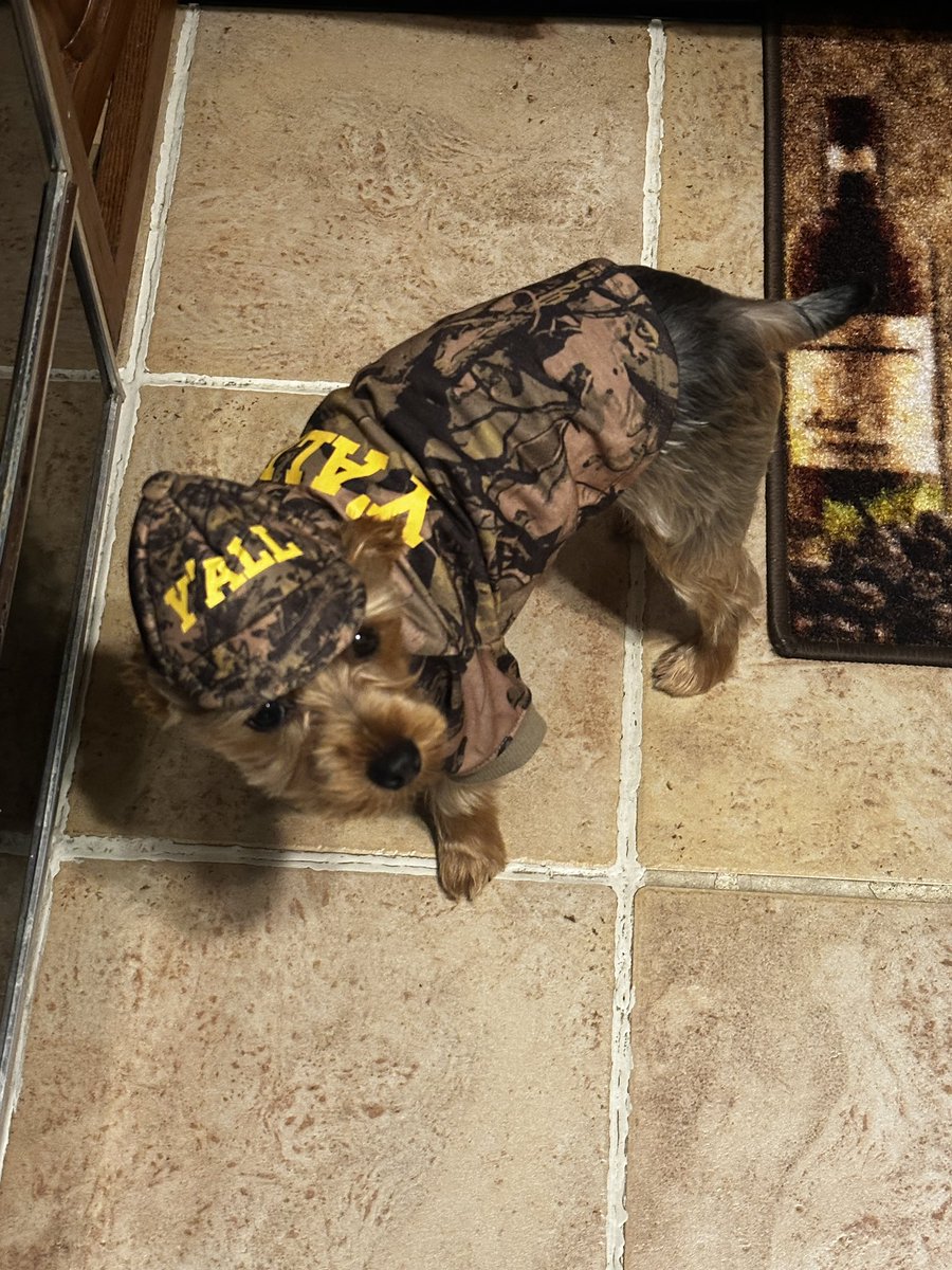 combs_neff's tweet photo. Love the new pet line from @KaceyMusgraves   Think he ready for hunting season 🤪❤️ wonder if you guys think bout his Halloween costume? He hunting wabbits 🐇 https://t.co/p2Wq6mR5fx