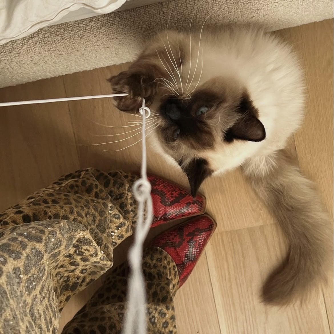 CHARL0TTIES's tweet photo. fit check! plus my crazy cat (quote with yours) https://t.co/WlahKkgBsk