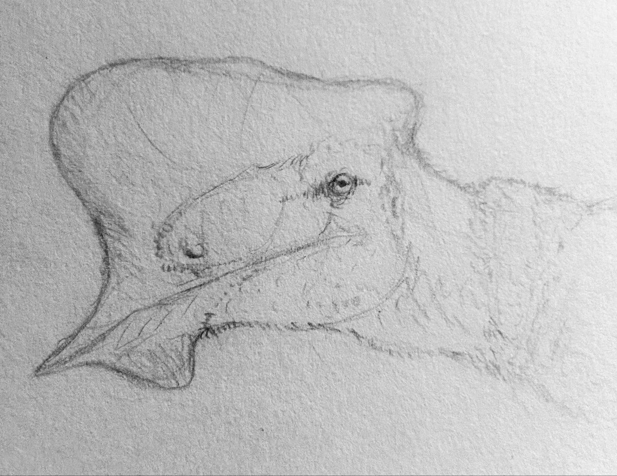 quackingbeast33's tweet photo. Day 04-Tapejara wellnhoferi 

#art #paleoart #pterosaur #tapejara #pteromaiobr #pteromaybr #sketch #sciart https://t.co/A2J8gqVGEM