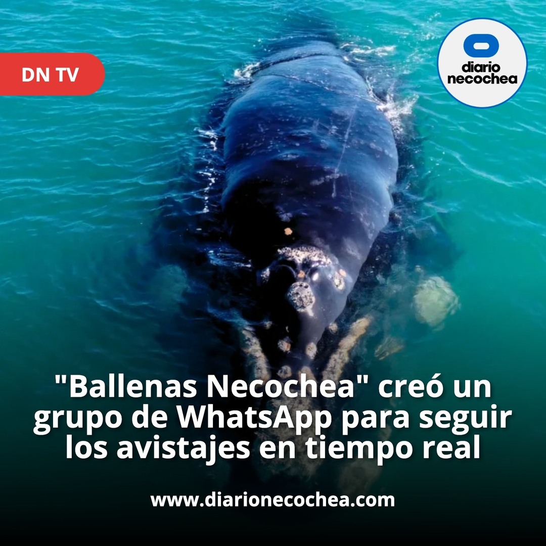 diarionecochea's tweet photo. 🐋 Ya podés sumarte al canal de WhatsApp de Ballenas Necochea para compartir avistajes, imágenes y ubicaciones en tiempo real 🌊 Vecinos y turistas también podrán enviar videos para las próximas ediciones de DN TV.
#necochea #diarionecochea #dntv #ballenasnecochea #comunidad https://t.co/FKrfCyWbKD