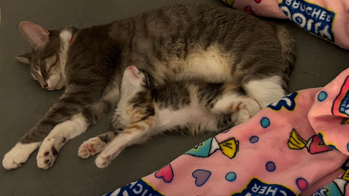 YanetSa18's tweet photo. Como sufren mis hijos 😻 https://t.co/QOsy6k2kOC
