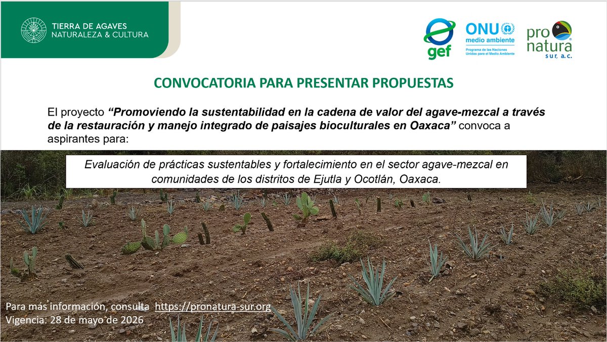 Iturribarria_'s tweet photo. ¿Eres consultor(a) con experiencia en agroecología? ¡Te buscamos!
🔹 Proyecto: GEF Tierra de Agaves.  Actividad: Evaluación de 500 hectáreas bajo estándares de sustentabilidad. Cierre: 28 de mayo, 2026. 
Detalles completos aquí: 🔗https://t.co/Zr2iZojXow https://t.co/3f5lti614w