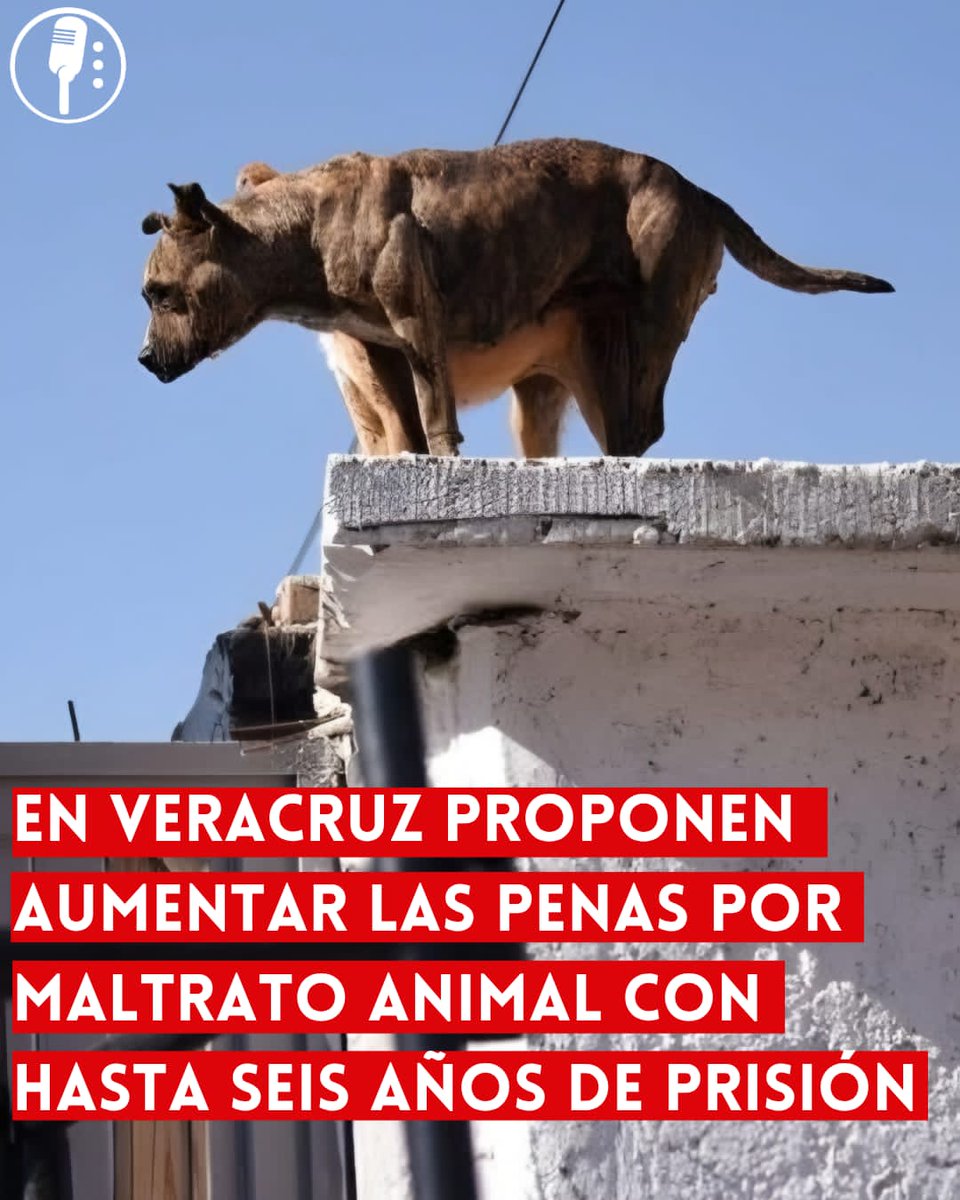 Los Reporteros MX tweet media