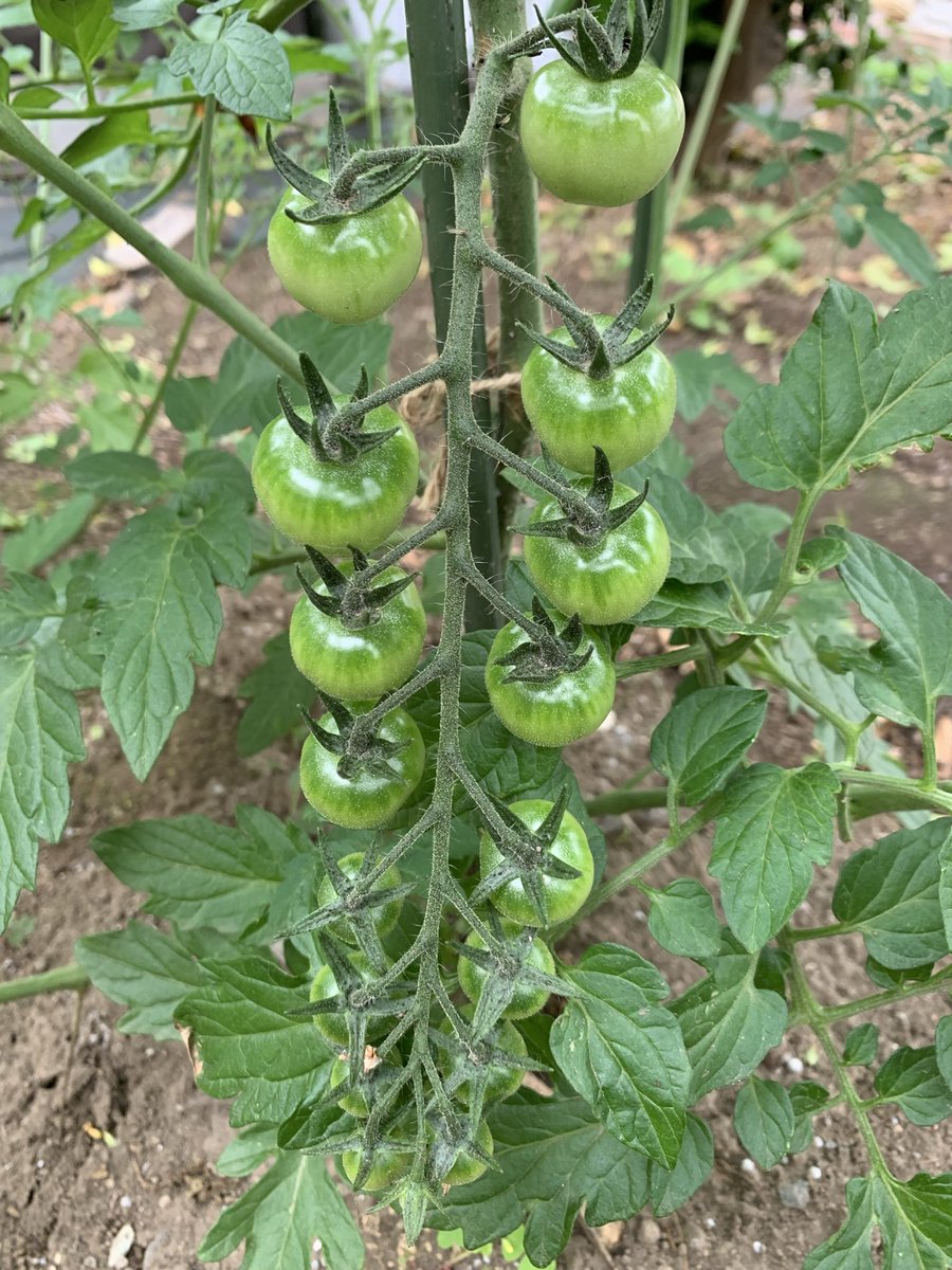 hidehiro_yuzu's tweet photo. おはようございます😃
ミニトマト🍅
いい感じです😊

#家庭菜園
#トマト https://t.co/WaY6BJ5gm1