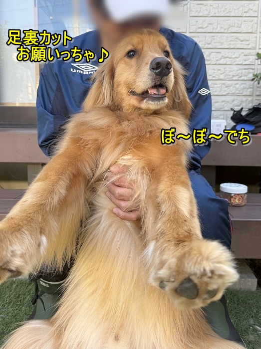 movisasu's tweet photo. 蘭丸🐶嬉しいね～😚ブラッシングのやり方を教えてあげるね。 いっぱい、かまってもらえて嬉しいっちゃ🐶🐶https://t.co/3cXXraYwAz https://t.co/9y367gcR0V