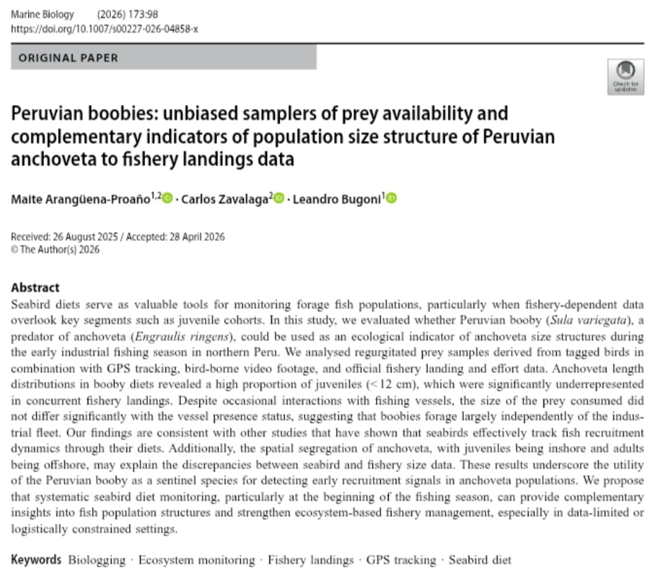 MaiteAranguenaP's tweet photo. New paper out in #MarineBiologyJournal!
We used Peruvian boobies, GPS tracking, bird-borne video, and fishery data to test whether seabird diets reflect anchoveta size structure in northern Peru.
Link: https://t.co/pANNZDa2HN
#MarineEcology #FisheriesScience #Seabirds #Biologging https://t.co/A0s6dPTuf9