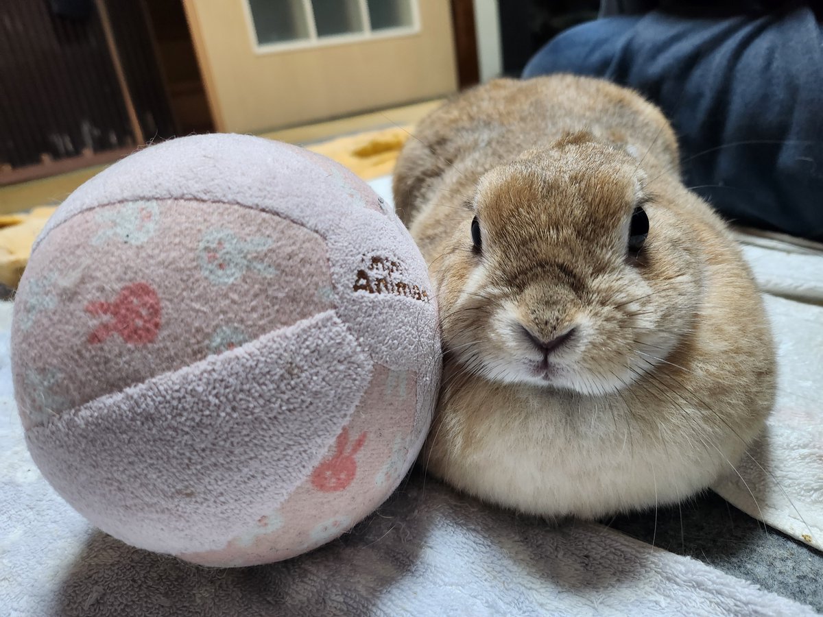 ゴンちゃんのお部屋 tweet media