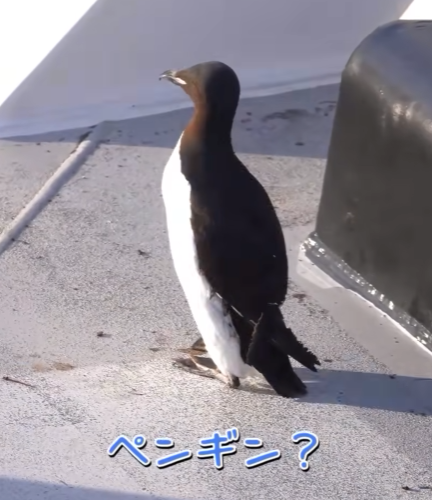 鯨の牙　ペンギン 最近の関鯨丸船団） [ オホーツク海にペンギン⁉→ハシブトウミガラス