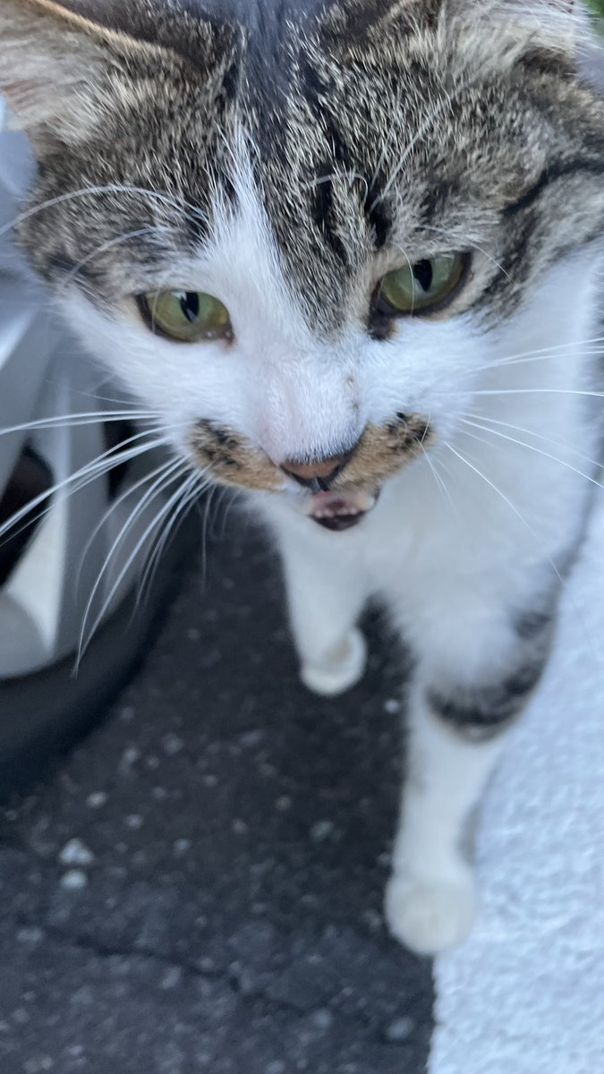 猫教授 tweet media