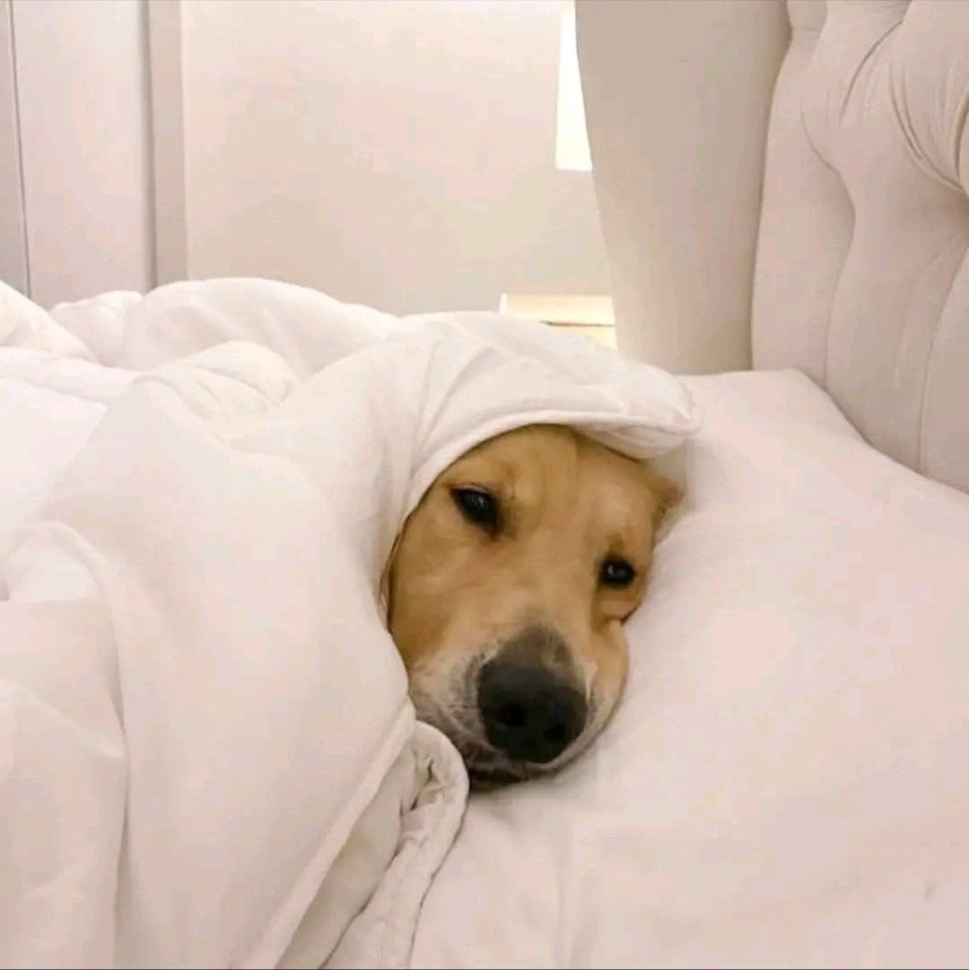 LocalDogscrisis's tweet photo. Goodnight everyone ❤️
Going to sleep now so I can bark at absolutely nothing at 3am and scare my owner awake. #animaltwt https://t.co/YDe2oYOqxX