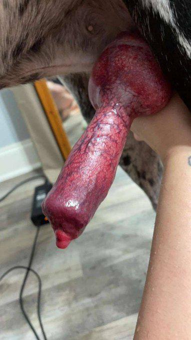 Evalppw's tweet photo. my dog goes deep inside me on TELEGRAM: https://t.co/SMZmccVFGb

#zoophillia #zoosarevalid #beastiality
#dogknot #zooprideisvalid #zoophile
#antizoo #antizoophileantizoo #k9girl #zoopride #USA 
#zoophilepride #zoopositivity
#Bestiality #hypnoti #teenage https://t.co/wh1flfwBoh