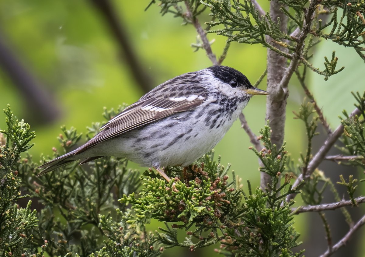 JocAPhotography's tweet photo. The Blackpoll is an incredible warbler. They migrate from South America to the boreal forests of Canada, with some birds flying for three days straight. https://t.co/HkCAbMud6L