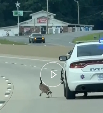 enthusmiasma's tweet photo. You could have been a hero, A 75.
Now you've violated federal law twice, killed two babies, and got caught on camera.
But first you sat on your ass in an air-conditioned cruiser for 30 minutes waiting for these migratory birds to be someone else's problem.
#acab #arnews #arpx https://t.co/zYKJpr4Ds4