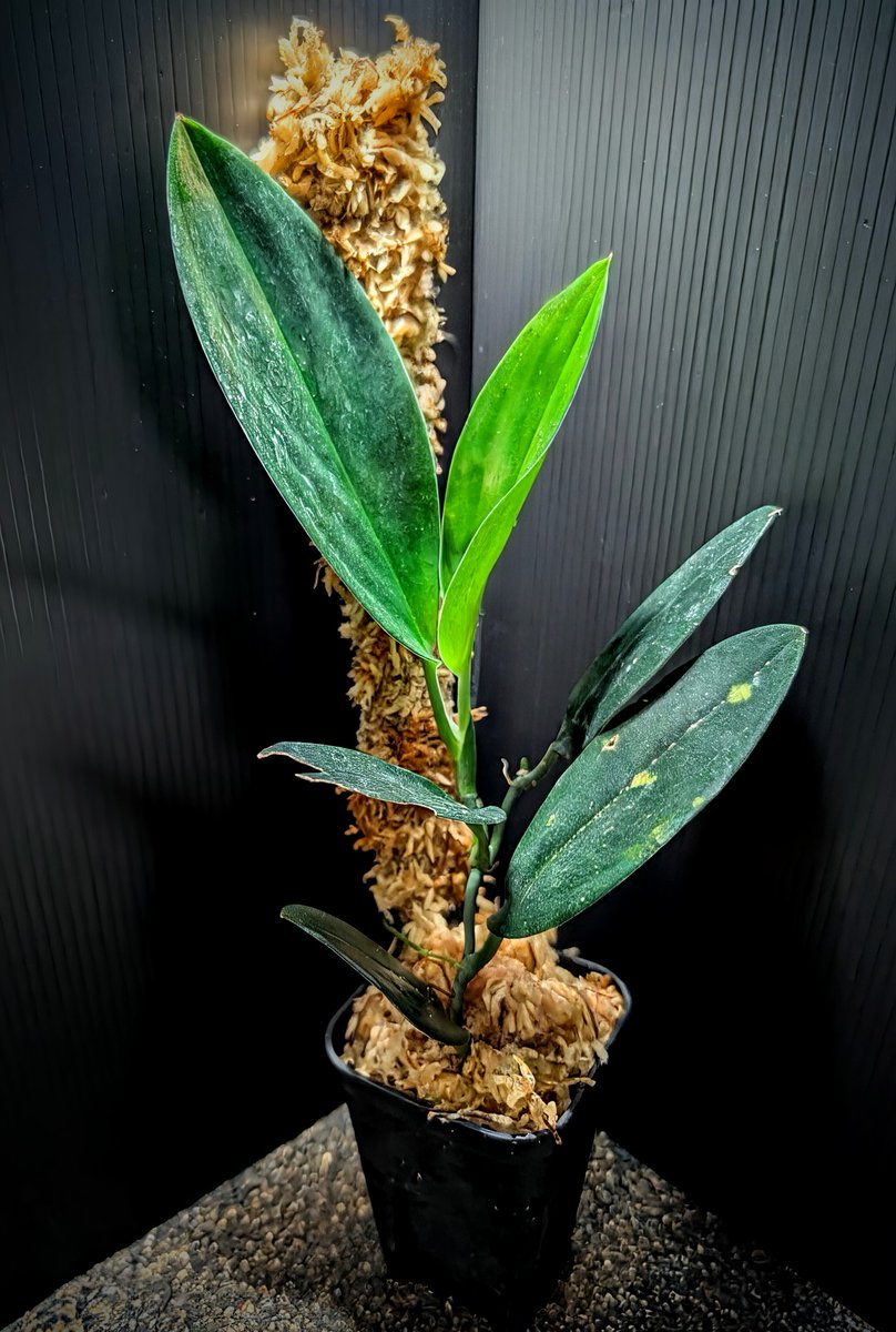 熱帯植物 シダ Selliguea sp Pulau Yapen TK1125 【公式通販】