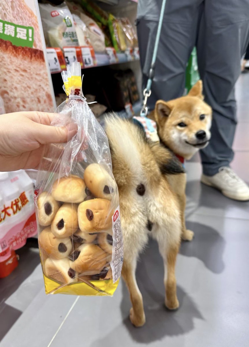 癒される動物 tweet media