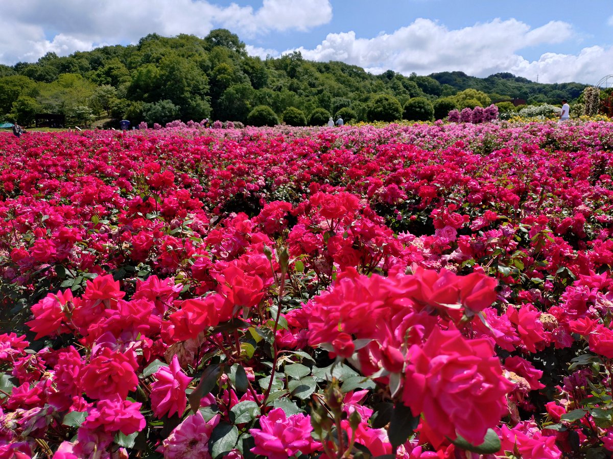 kao5159's tweet photo. 先週行った、ぎふワールド・ローズガーデンのバラ🌹 https://t.co/ISE1YV6SZu